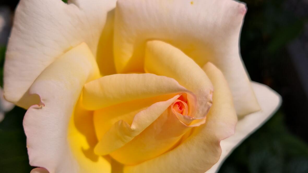 Rosenblüte, Edelrose, stark duftend mit extrem langer Blütezeit